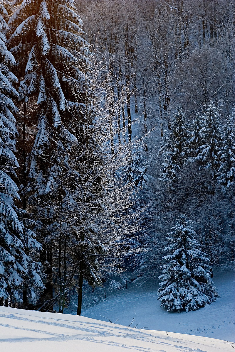 Photographie 16033