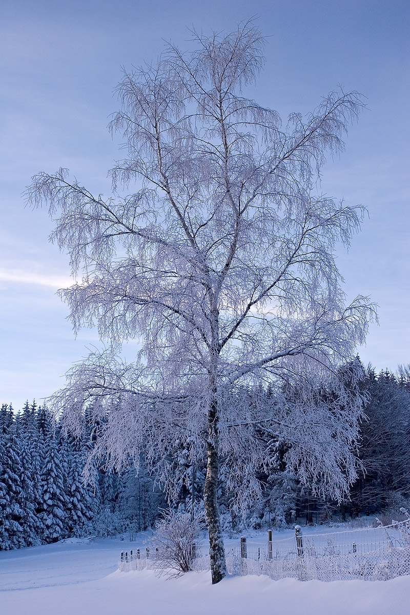 Photographie 16035