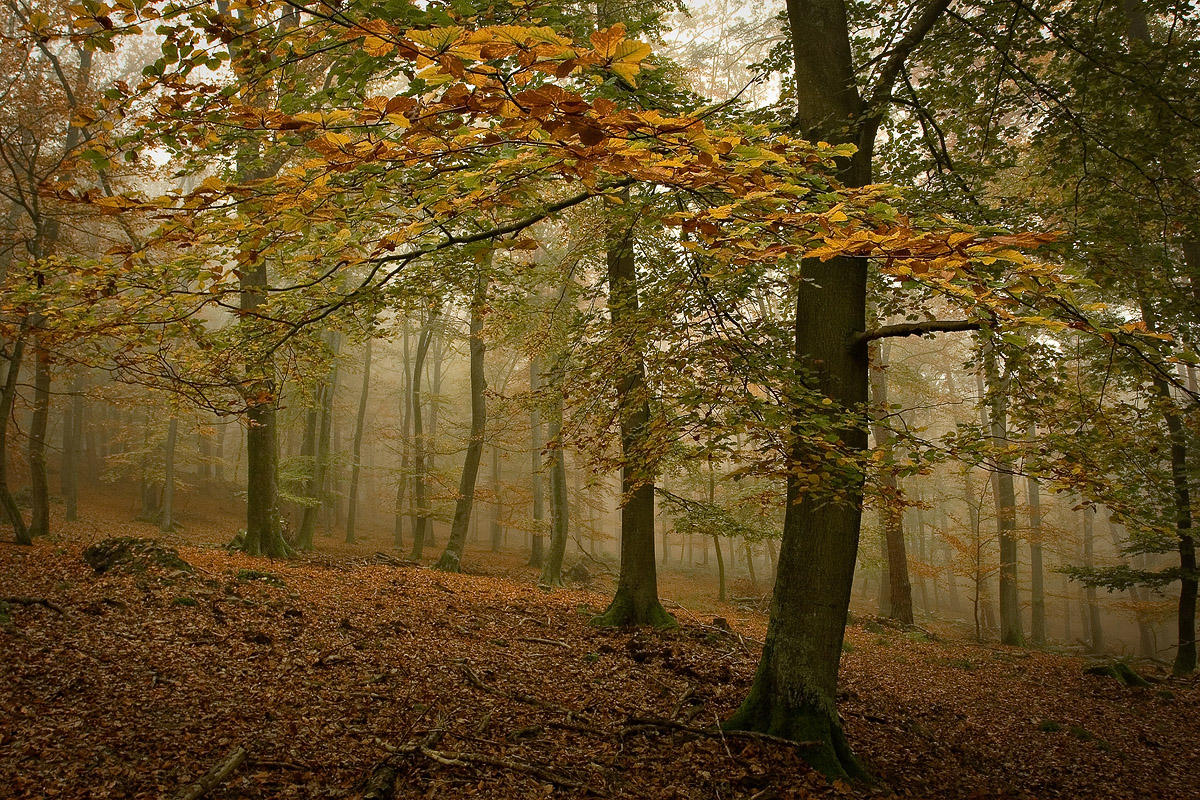Forêt en automne