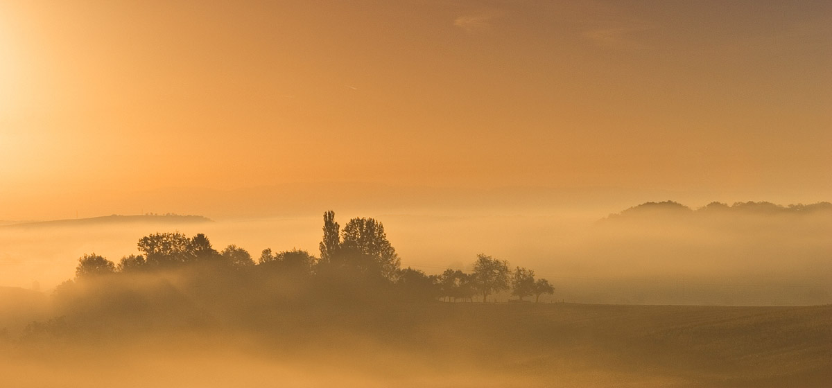 Bosquet dans la brume