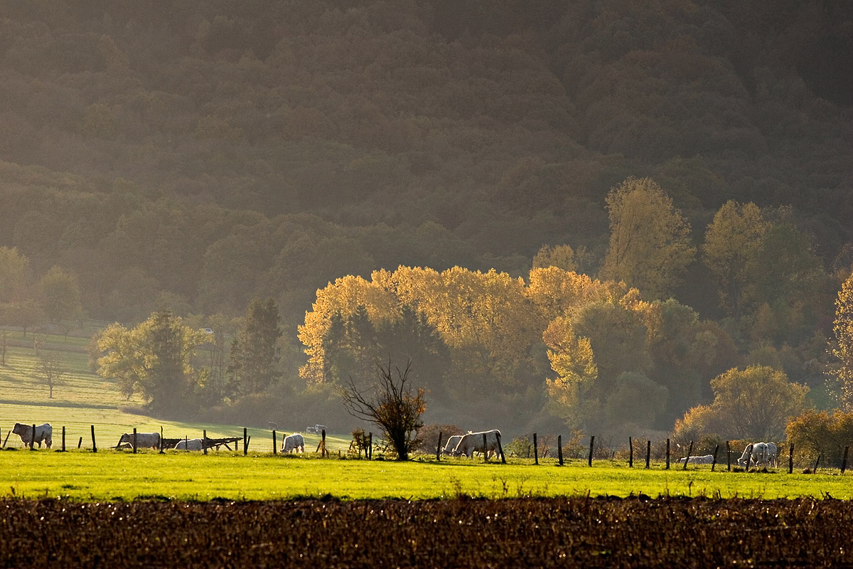 Lueur d'automne