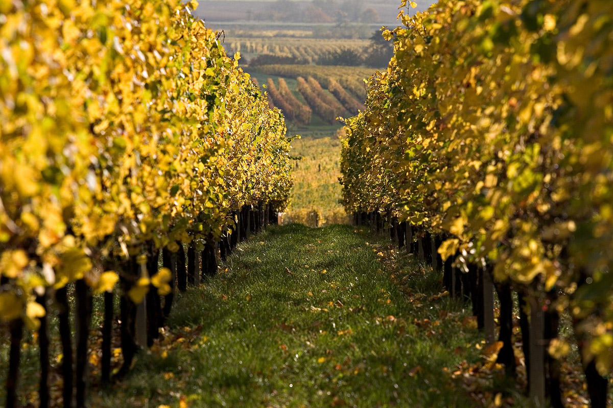 Vignes en automne