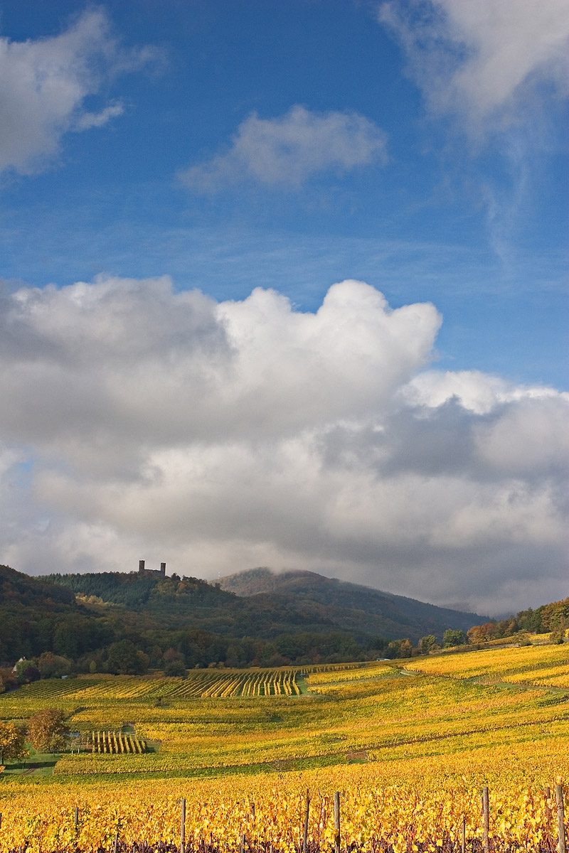 Vignes en automne