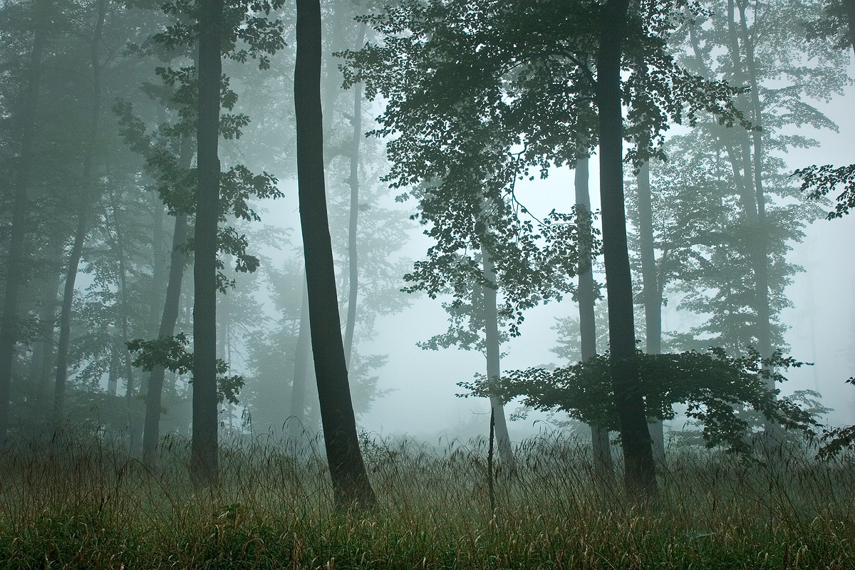 Waldstimmung